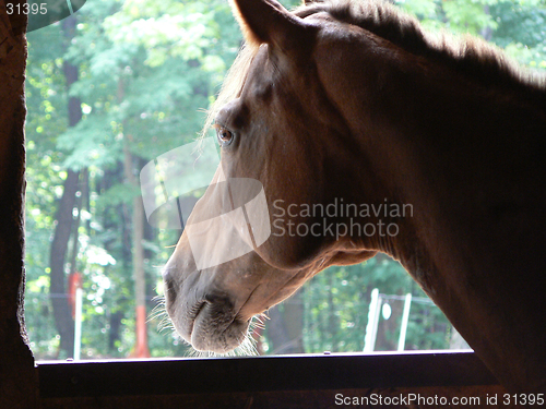 Image of Longing Horse 1