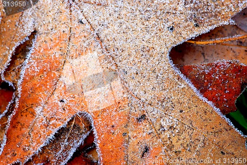 Image of Frosty leaves