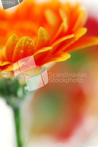 Image of Gerbera flowers