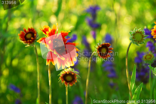 Image of Indain blanket flowers