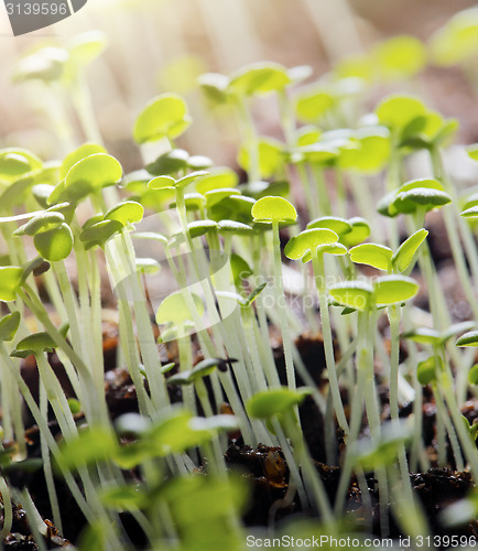 Image of Thyme Seedlings