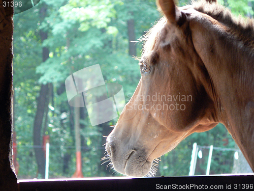 Image of Longing Horse 2