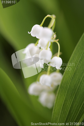 Image of Lily of the Valley