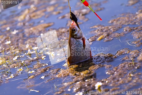 Image of active angling fish bream fishing rod