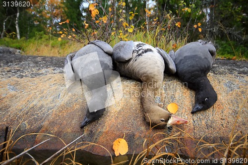 Image of Trophies Northern hunting geese