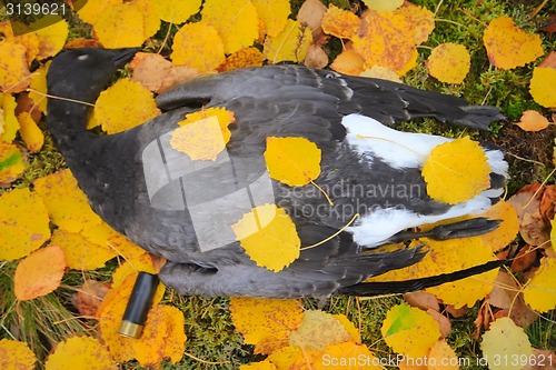 Image of Trophies Northern hunting geese