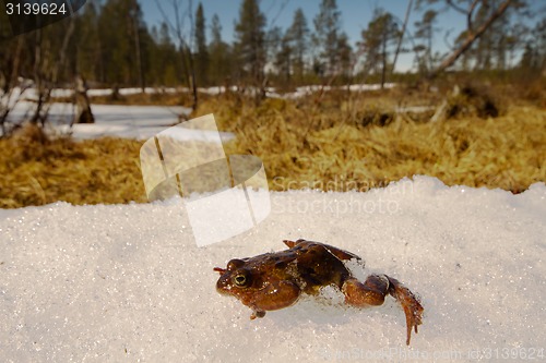 Image of Spring. The revival of frog