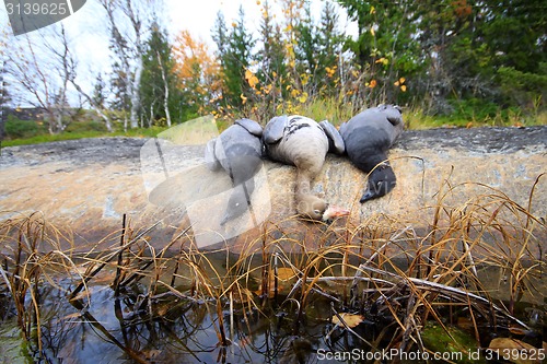 Image of Trophies Northern hunting geese