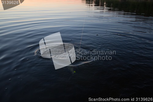 Image of Sunset river perch fishing with  and a rod