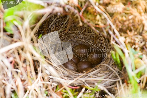 Image of Cozy nest