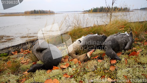 Image of Trophies Northern hunting geese