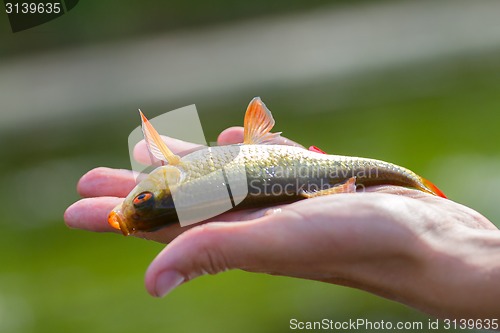 Image of catch fish Rudd fishing on palm