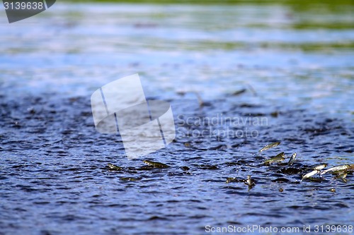 Image of juvenile fish jumps out of the water