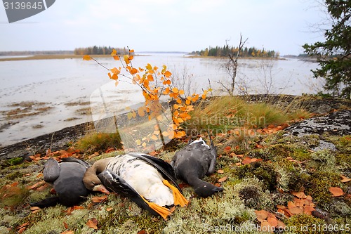 Image of Trophies Northern hunting geese