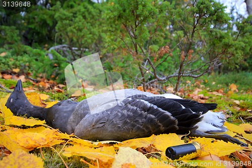 Image of Trophies Northern hunting geese