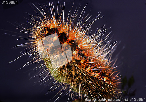 Image of Scarce dagger, Caterpillar on bilberry sprigs. Acronicta auricona.