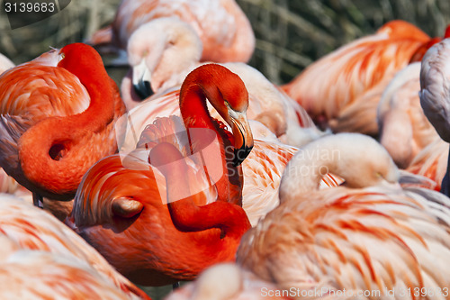 Image of Group of flamingos