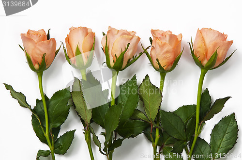 Image of Roses