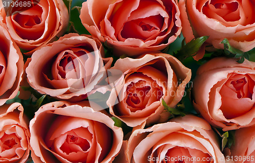 Image of Roses