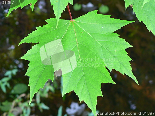 Image of Maple Leaf