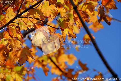 Image of Fall maple leaves