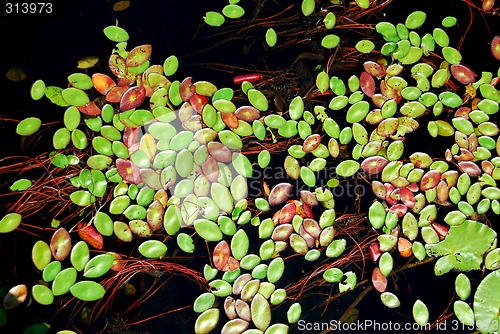 Image of Lily pads