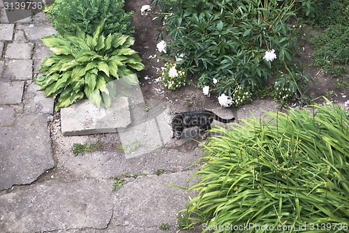 Image of Cat looking up to camera 