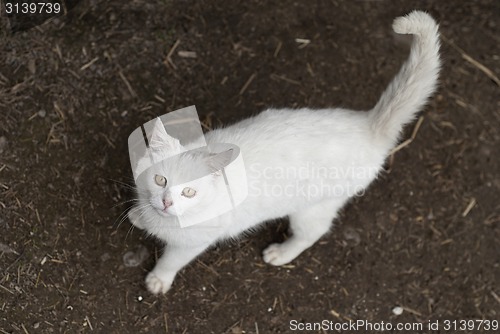 Image of Cat looking up to camera 