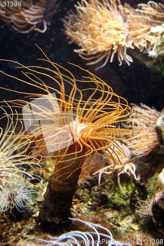 Image of Windy Coral