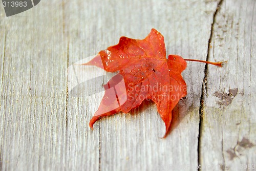 Image of Maple leaf fall