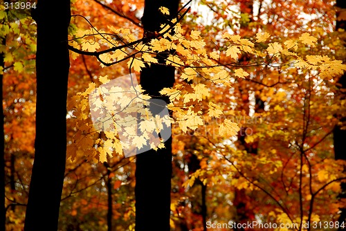 Image of Fall forest