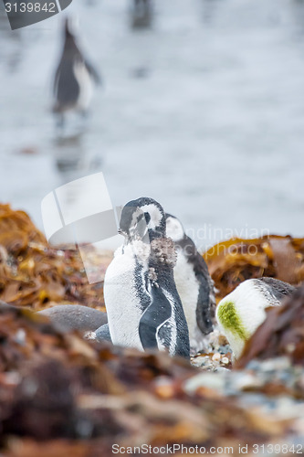 Image of Penguins on shore among leaves in Chile
