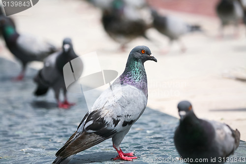 Image of Pigeons