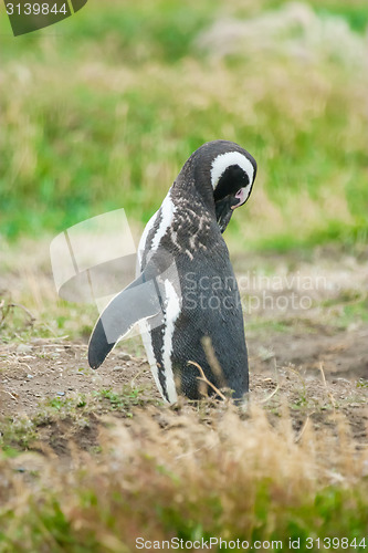 Image of Magellan penguin in Chile