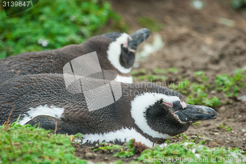 Image of Side view of penguins lying