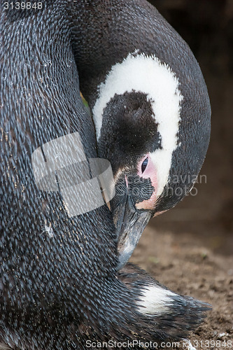 Image of Close up of magellan penguin