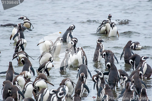 Image of Penguins in shoal