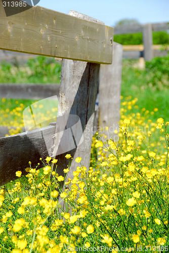 Image of Summer meadow