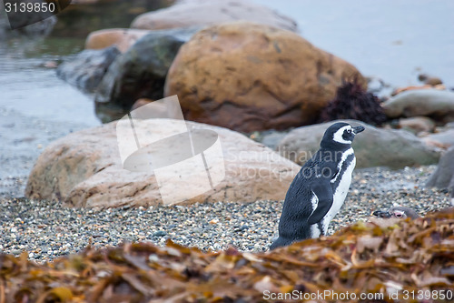 Image of Penguin on pebble shore