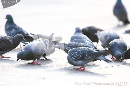 Image of Pigeons eating crumbs