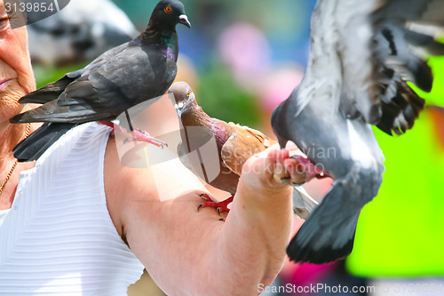 Image of Pigeons on arm of woman