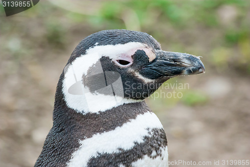 Image of Penguin close up