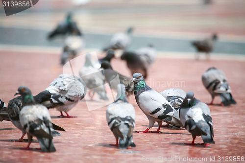Image of Pigeons standing