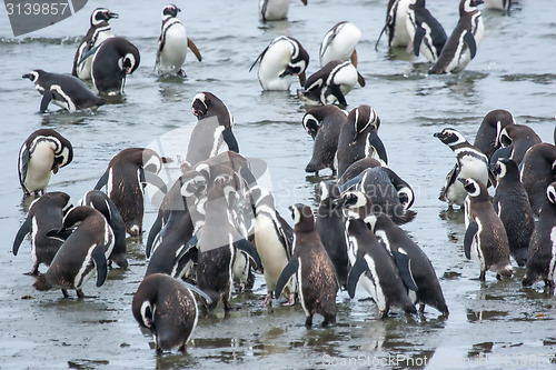Image of Penguins on shore