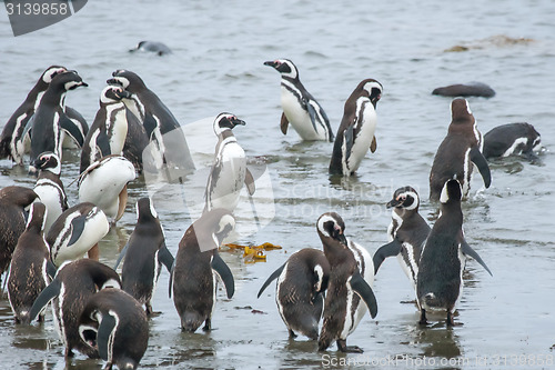 Image of Penguins on shore in Chile