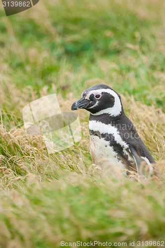 Image of Side view of penguin on meadow