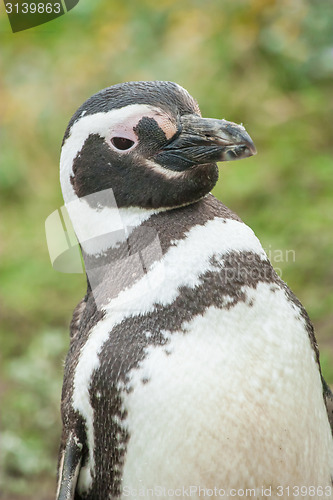 Image of Penguin standing 