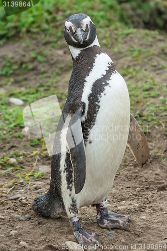 Image of Front view of penguin