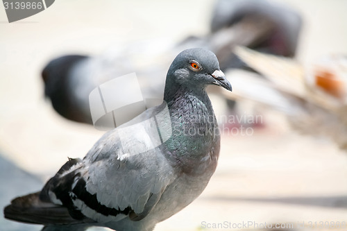 Image of Close up of pigeon