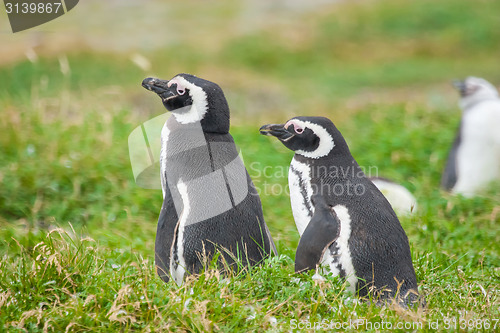 Image of Penguins in Chile